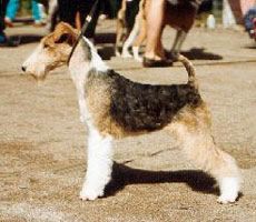 Wire Fox Terrier - The Breed Archive