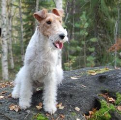 North sales fox terrier