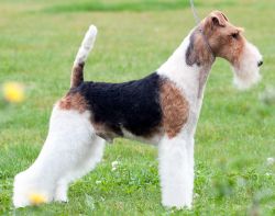 Fox store terrier king