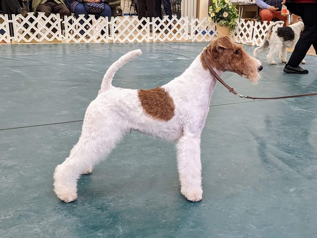 Ginger wire fox store terrier