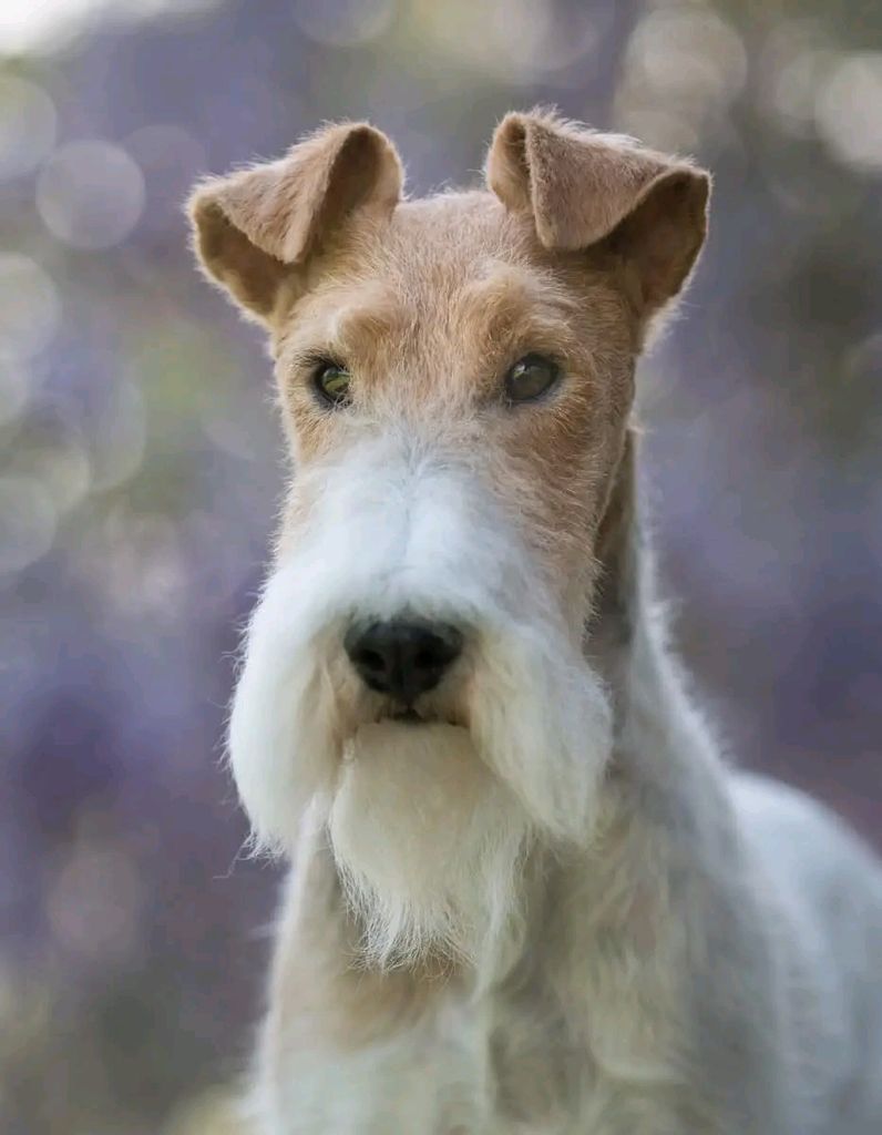 Wire Fox Terrier - The Breed Archive