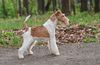Profile picture of the animal
