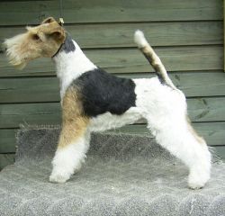 Profile picture of the animal