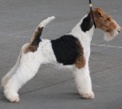 Profile picture of the animal