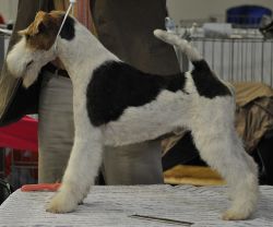 Profile picture of the animal