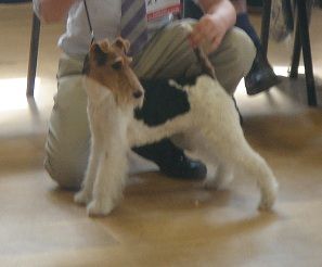 Profile picture of the animal