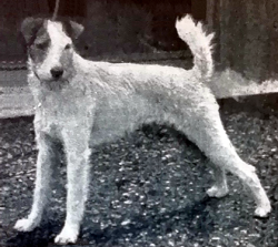 Dusky Ruth Wire Fox Terrier - The Breed Archive