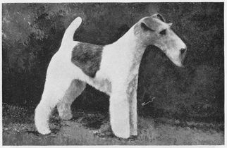 Profile picture of the animal