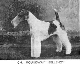 Profile picture of the animal