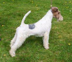 Profile picture of the animal